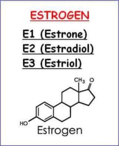 Có 3 loại estrogen